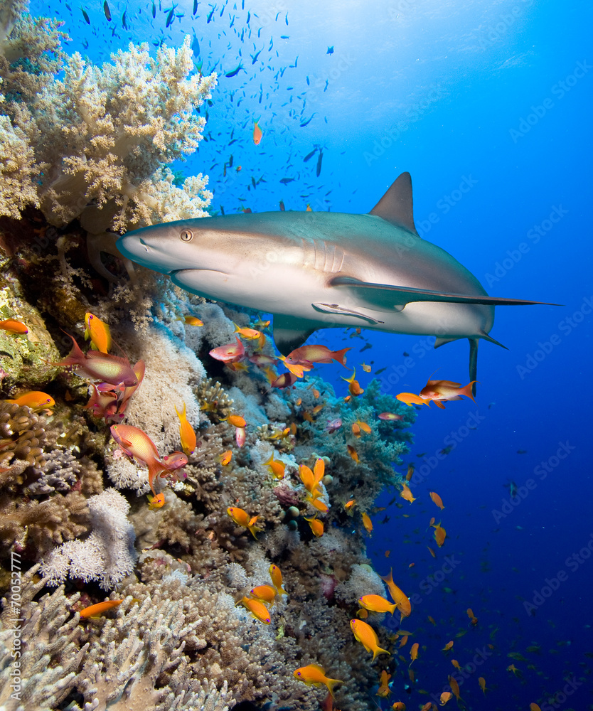 Naklejka premium Coral reef with shark