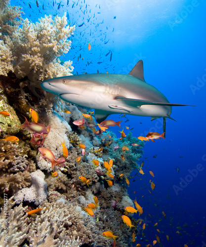 Coral reef with shark