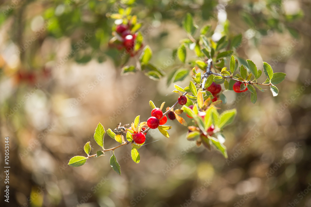 wild red berry on the nature