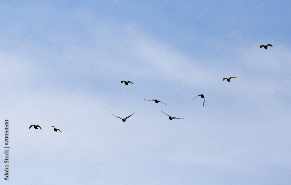 A flock of birds in the blue sky