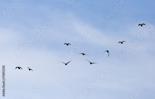 A flock of birds in the blue sky