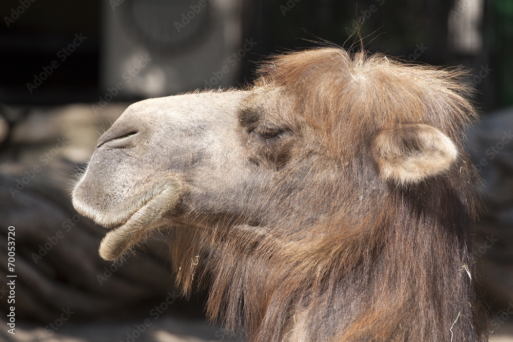 Fototapeta premium Camel head