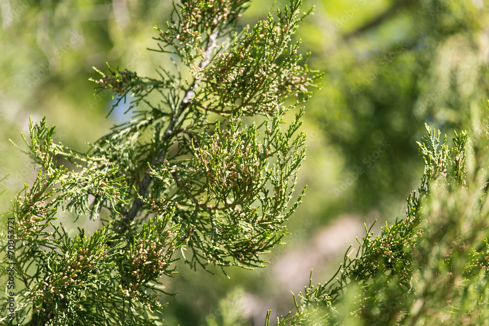 Thuja orientalis Pine Tree