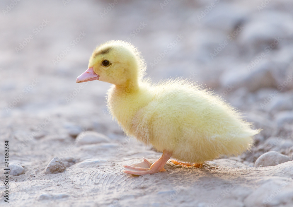 little duckling in nature