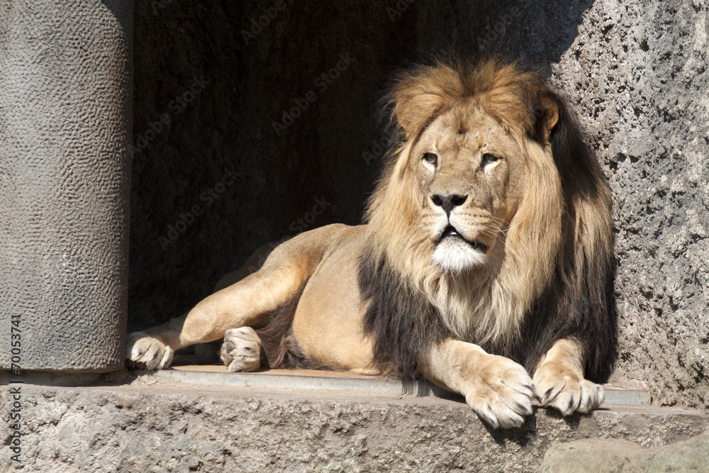 Fototapeta premium Male lion in zoo artis , Amsterdam