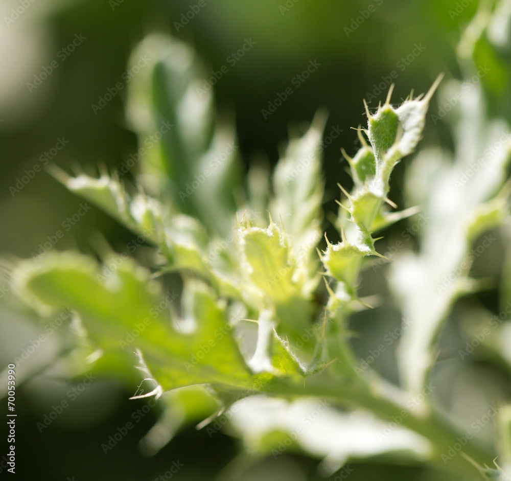 Fototapeta premium plant with thorns. close-up