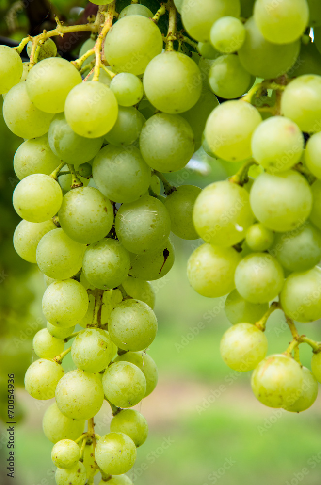 detail of green grapes