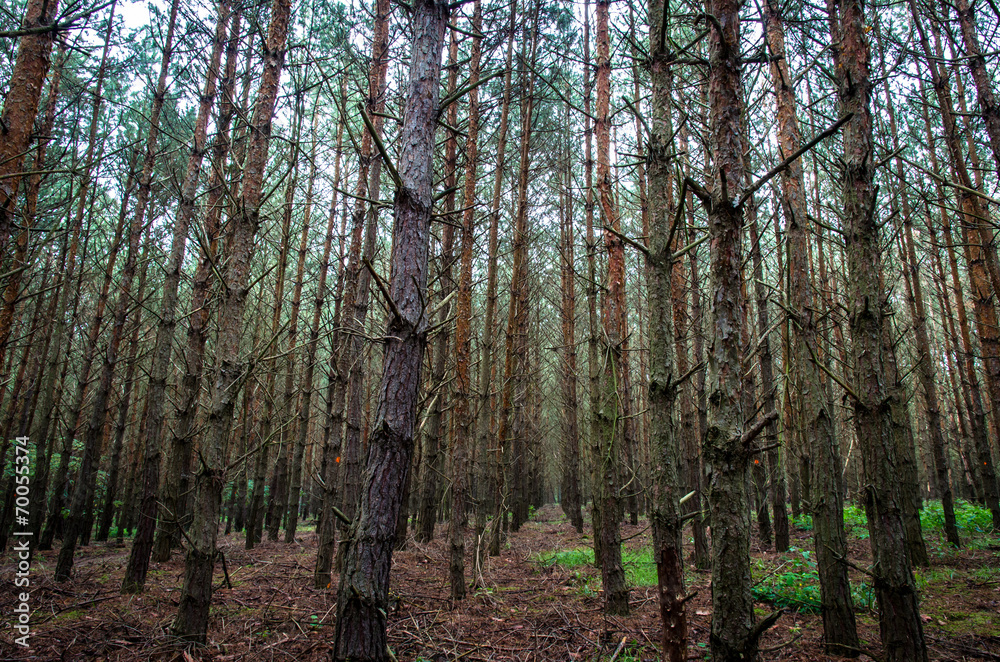 Obraz premium forrest