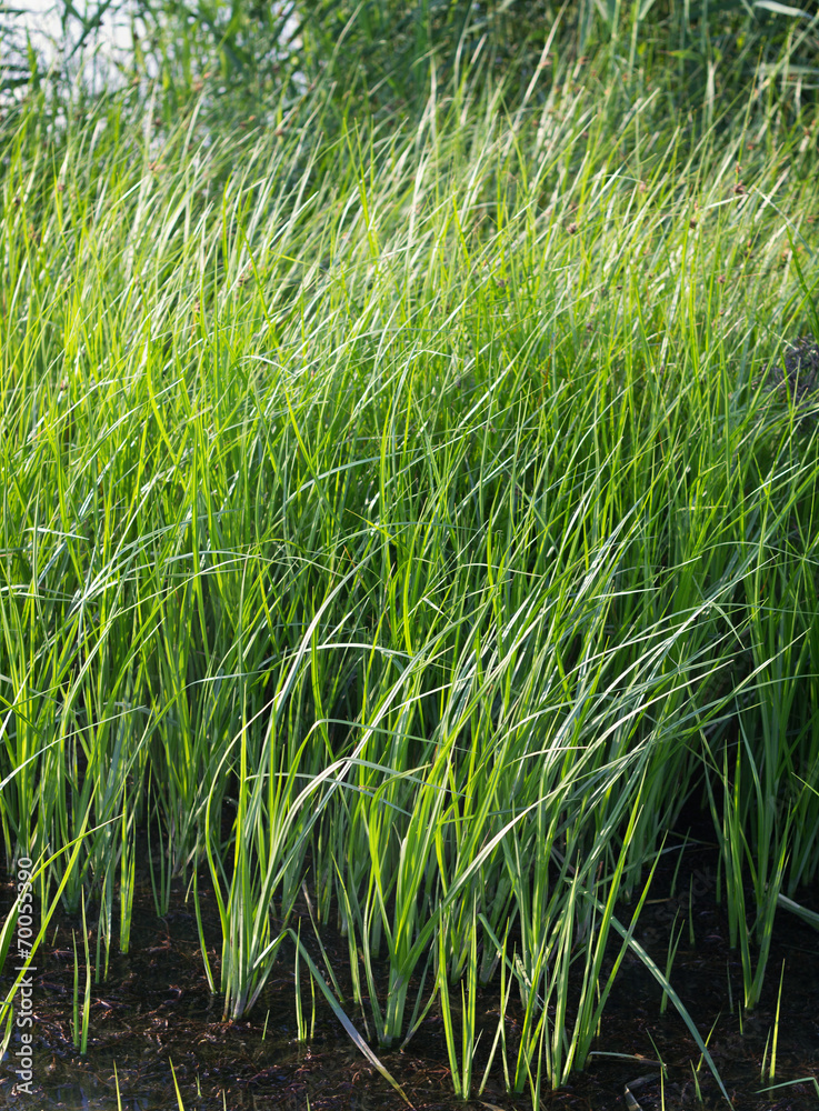 Obraz premium Fresh Lake Cane