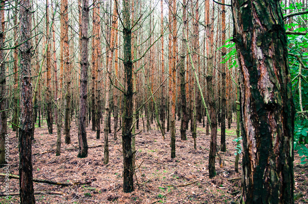 Obraz premium forrest