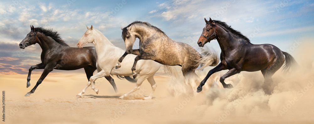 Fototapeta Cztery konie galopujące po piasku w kurzu