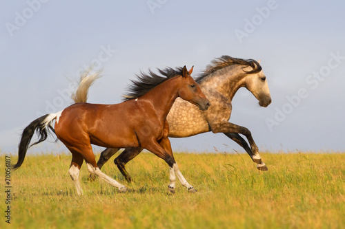 Two horse run gallop #70056187