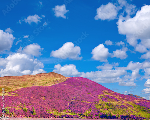 Hill slope covered by violet heather flowers and cloudy blue sky