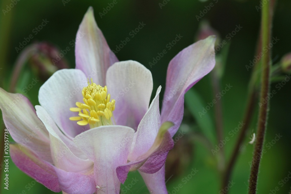Fototapeta premium Aquilegia - Closeup