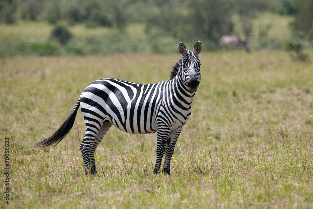 zebra