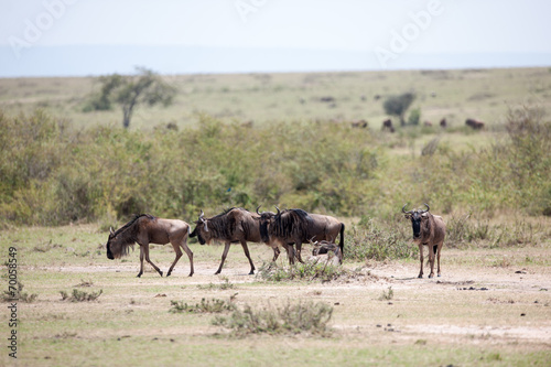 gnu migration