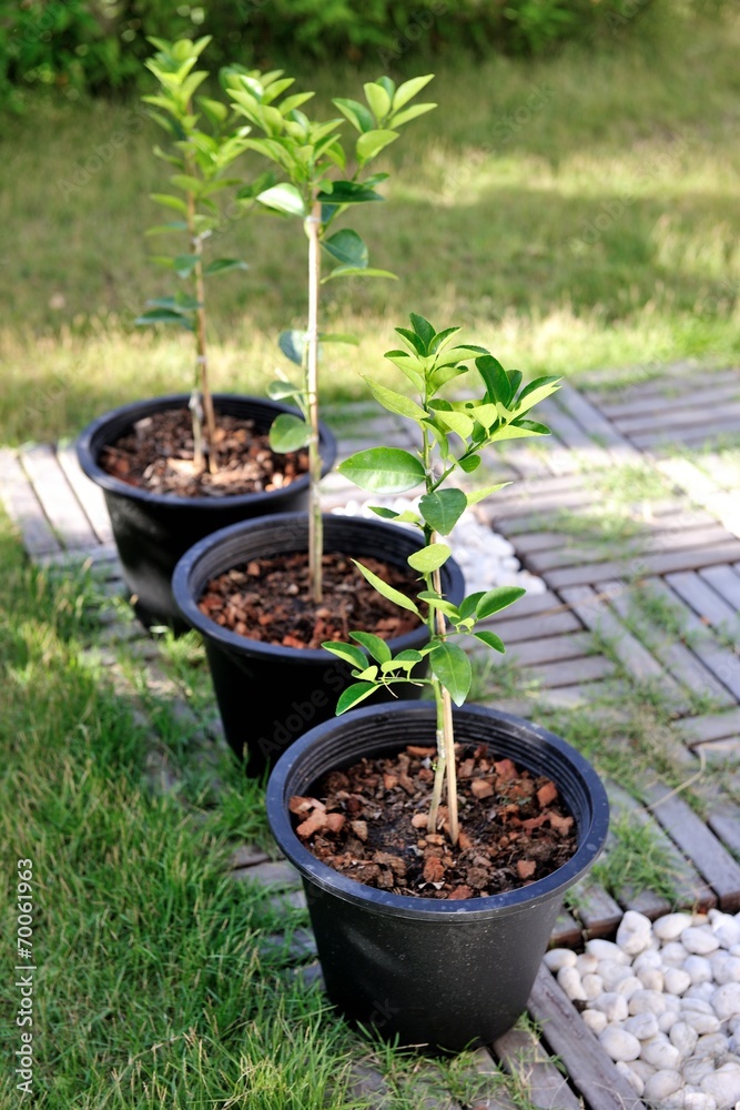 lime tree lime tree