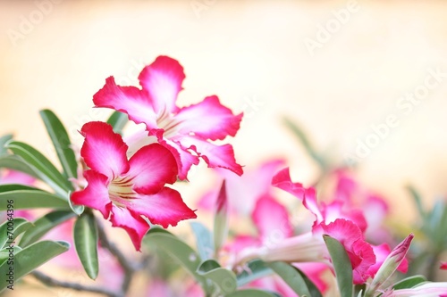 Desert Rose photo