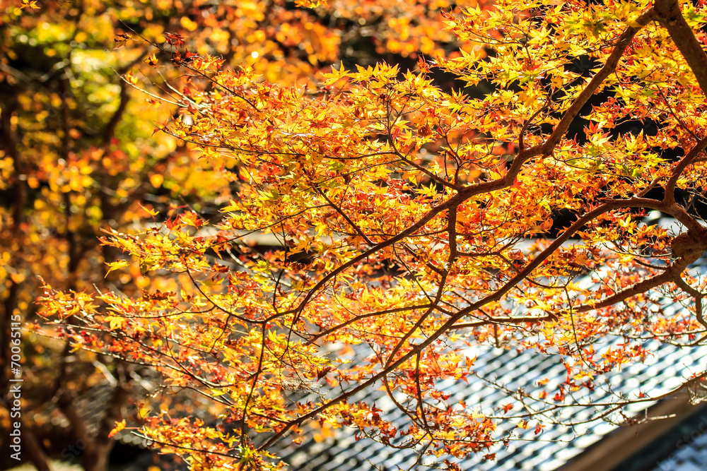 Red leaves of the maple in autumn Red leaves of the maple in autumn