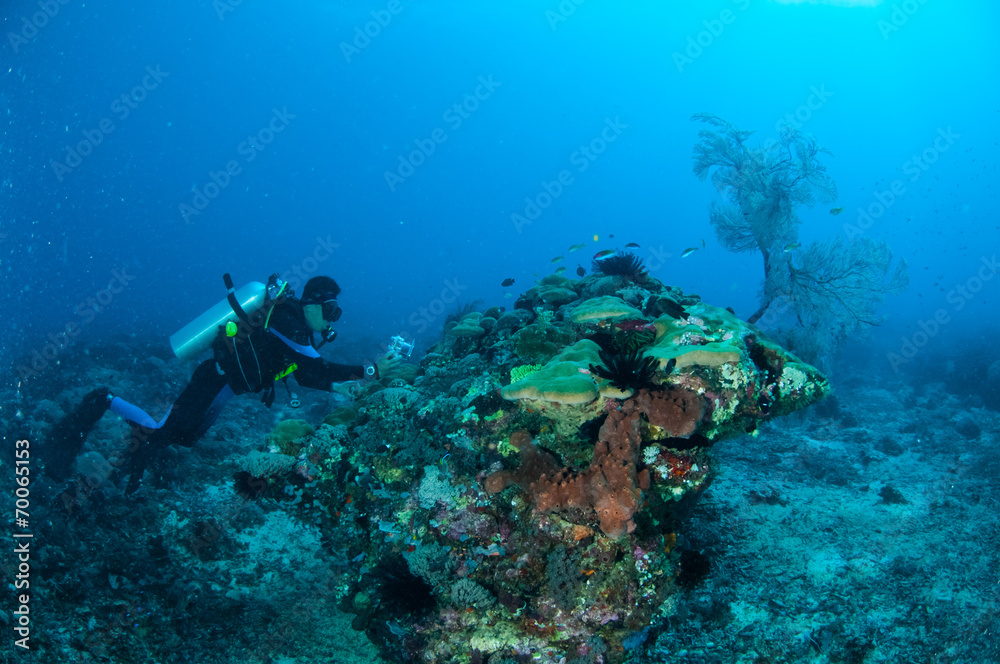 Fototapeta premium Diver, coral reefs, Gili, Lombok, Nusa Tenggara Barat underwater