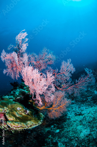 Sea fan Annela in Gili, Lombok, Nusa Tenggara Barat underwater