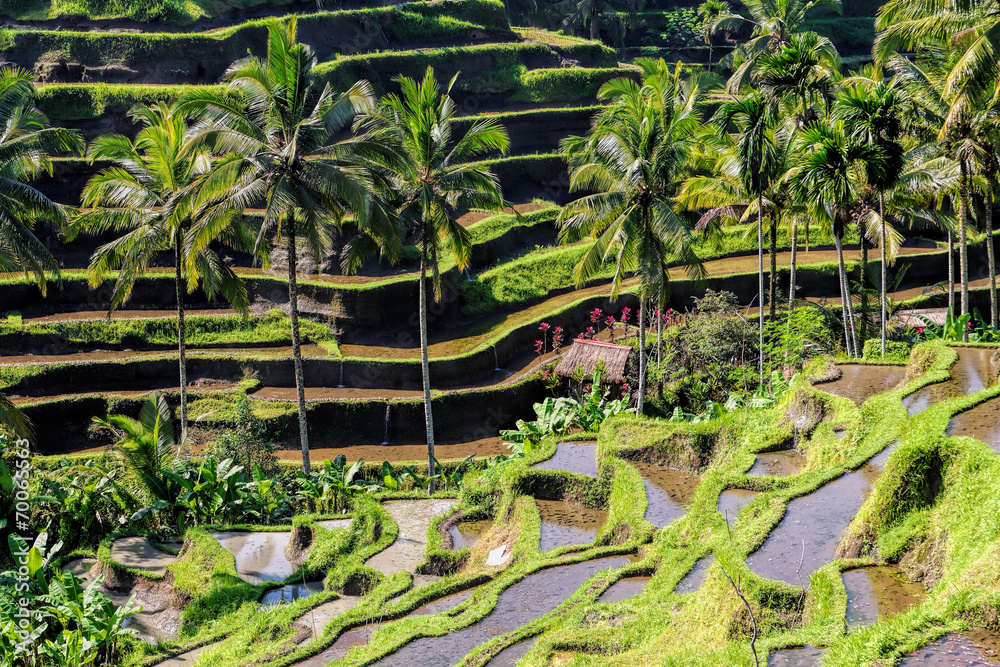 rice fields of Bali