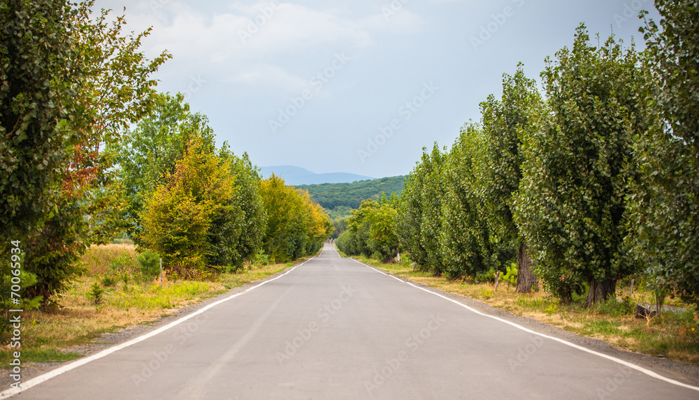 road in forest