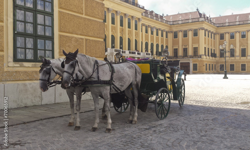 Two white horses resting after pulling a horse carriage