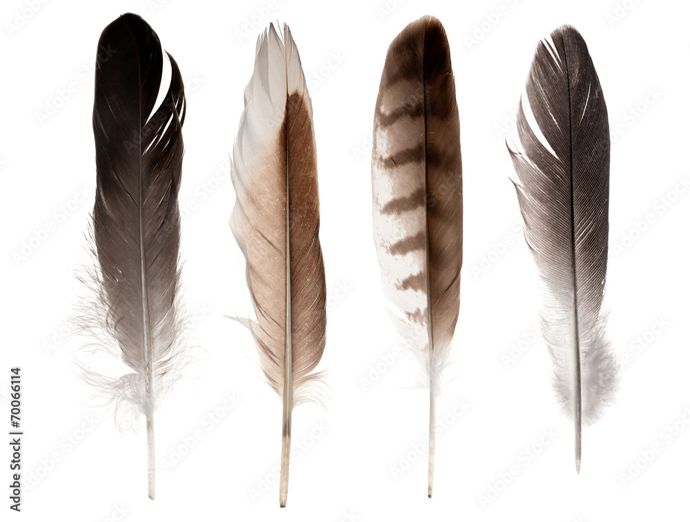 Naklejka premium set of four straight feathers isolated on white