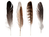 set of four straight feathers isolated on white