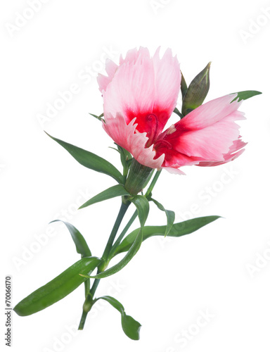 two colors carnation isolated on white