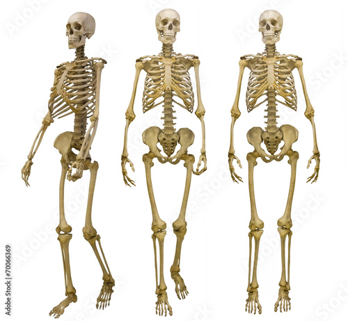 three human skeletons isolated on white photo