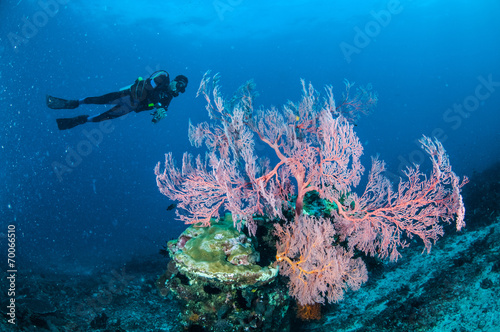 Diver,Sea fan in Gili,Lombok,Nusa Tenggara Barat underwater