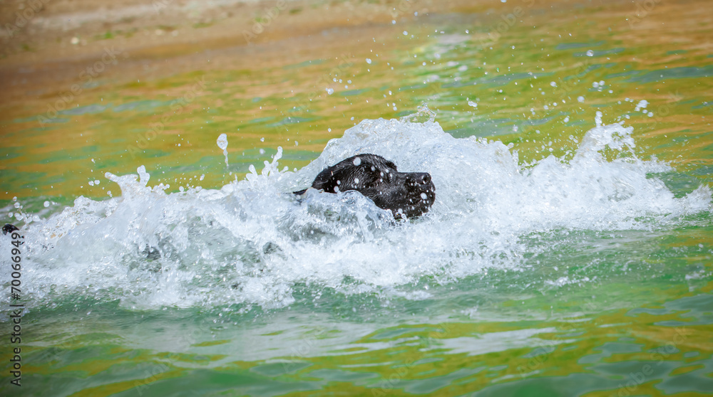 Labrador swimming in the water Labrador swimming in the water