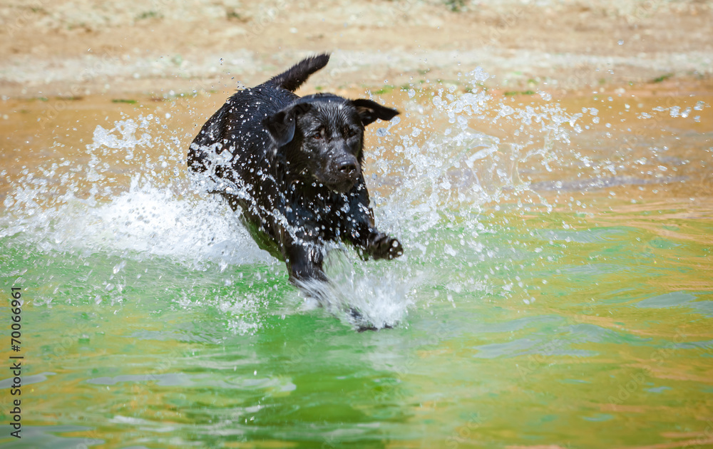 Fototapeta premium Labrador swimming in the water
