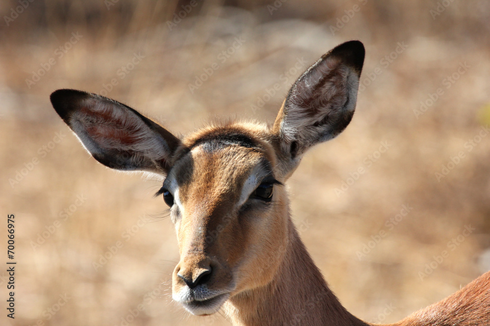 Closeup of impala