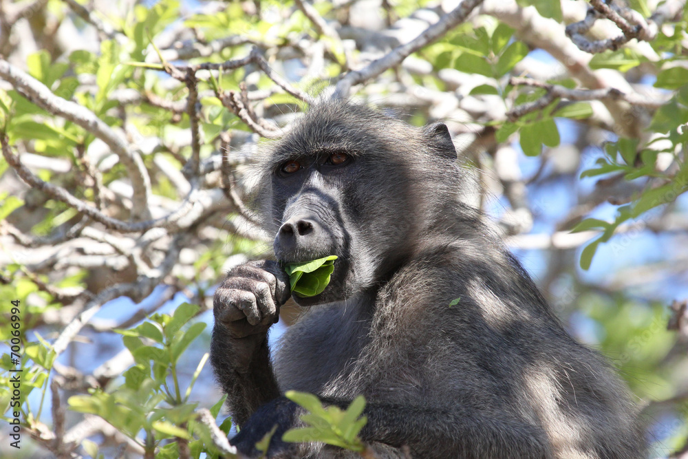 Obraz premium Baboon in tree eating