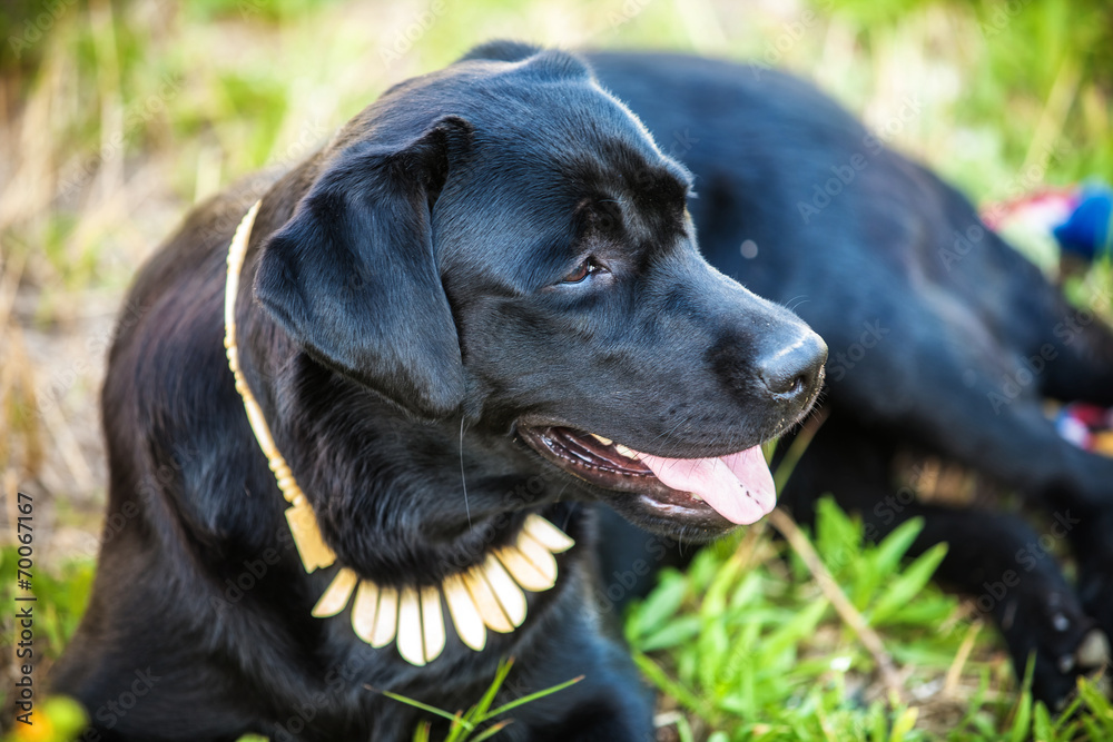 labrador retriever on nature