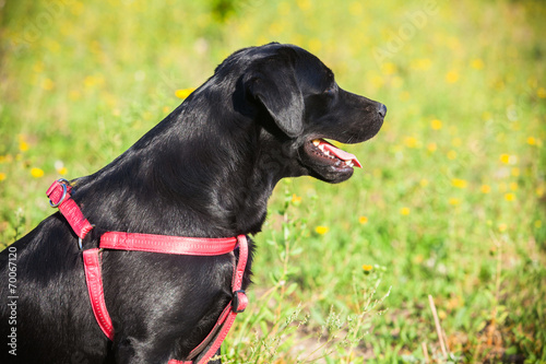 labrador retriever on nature