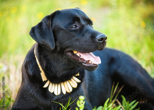 Wallpaper Mural labrador retriever on nature Torontodigital.ca