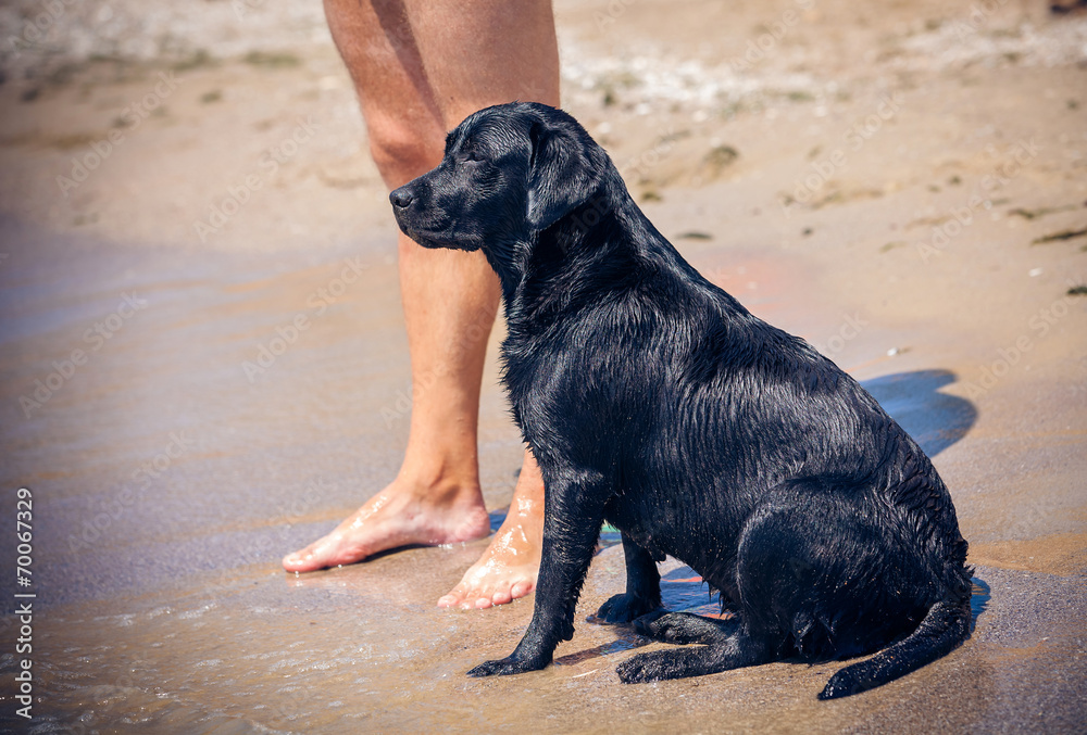 Black labrador dog at the beach