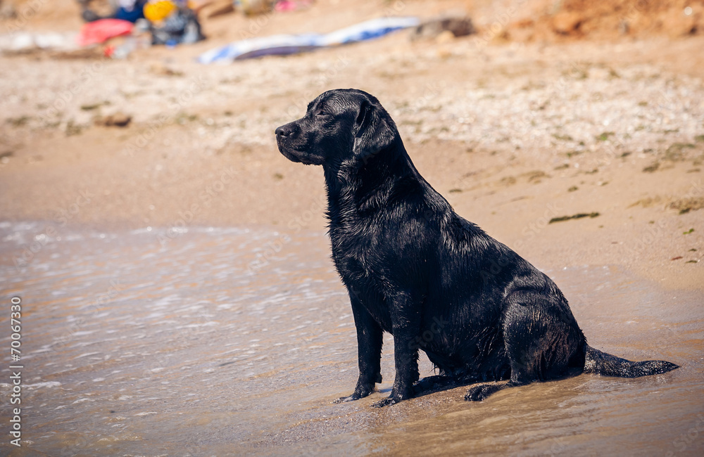 Black labrador dog at the beach Black labrador dog at the beach