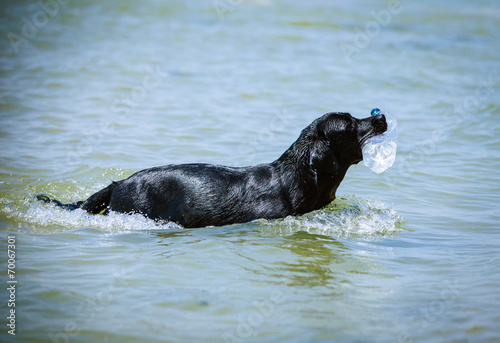 Black Labrador fetching plastic bottle from the sea