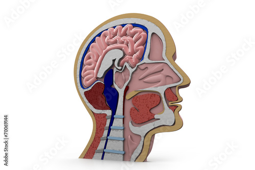 Human head cross section