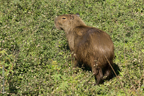 Capybara. Hydrochoerus hydrochaeris