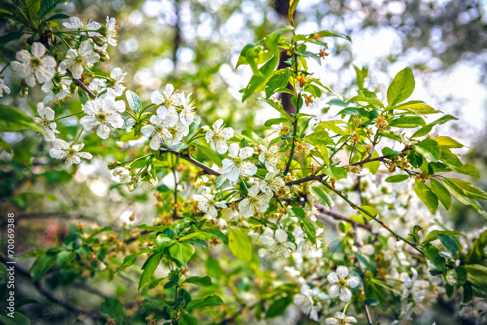 dismissed white flowers of a blossoming apple-tree dismissed white flowers of a blossoming apple-tree