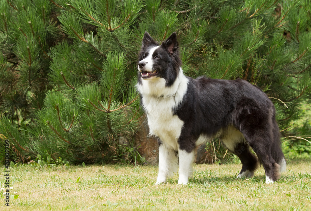 Border collie standing on the lawn.