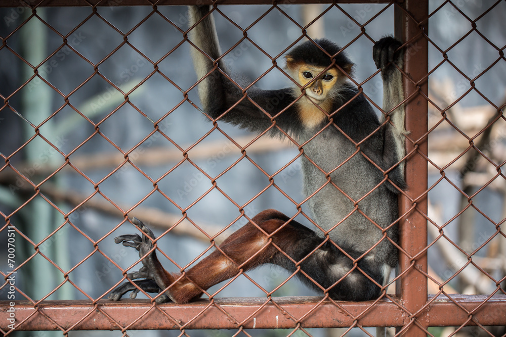 Fototapeta premium Leaf Monkey,Red-shanked Douc (Pygathrix nemaeus) in the cage