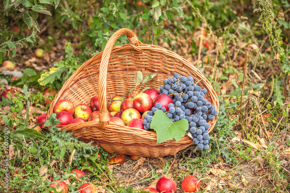 Basket with fruit on a green grass