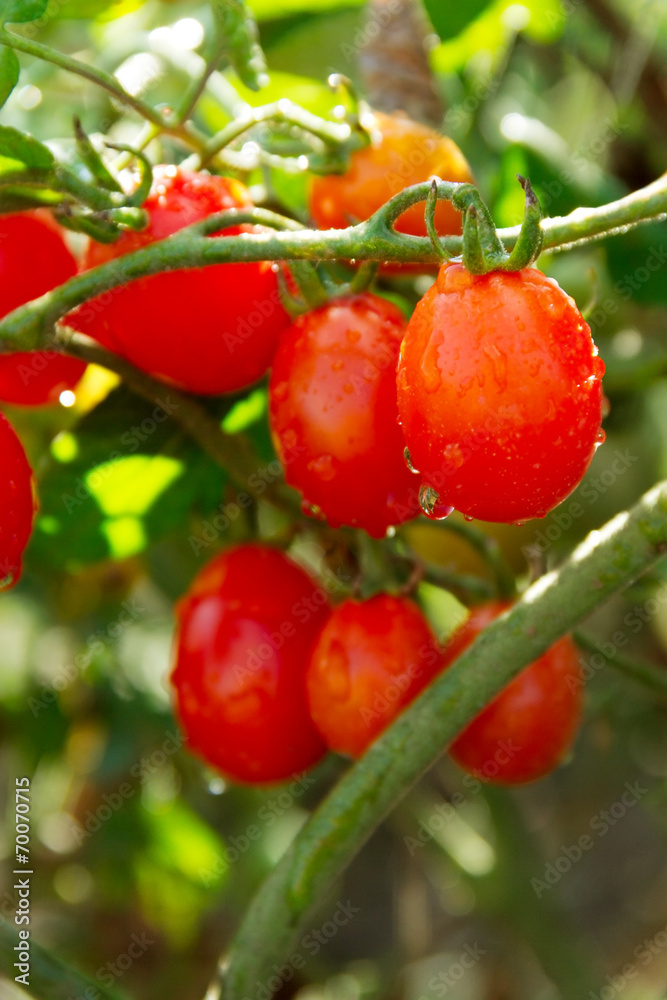 cherry Tomato